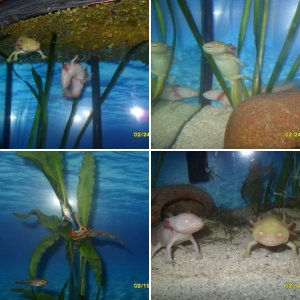 Awesome Axolotl Aquarium