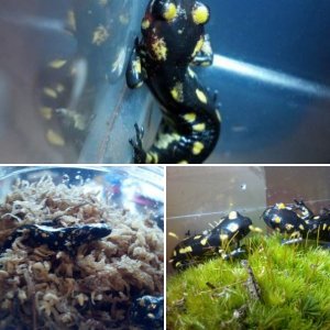 Salamandra salamandra gallaica