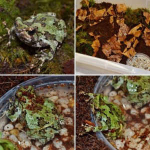 Malagasy Green Marbled Burrowing Frogs (Scaphiophryne marmorata)