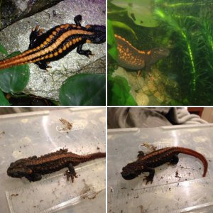 Tian'ann Crocodile Newts