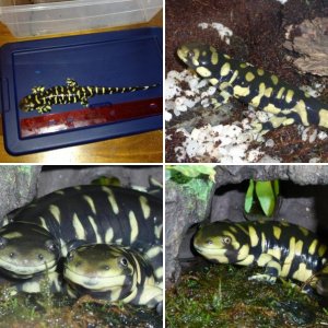 Tiger Salamanders