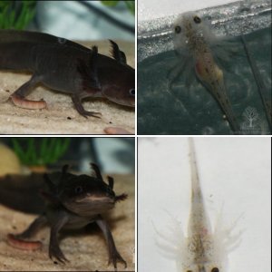 Axolotls