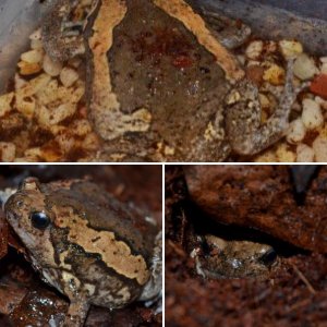 Malaysian Painted Bullfrogs (Kaloula pulchra)