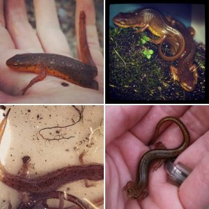 Salamanders