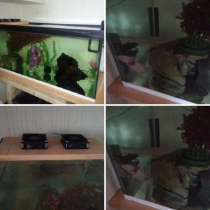 Angel and Toothless' new tank