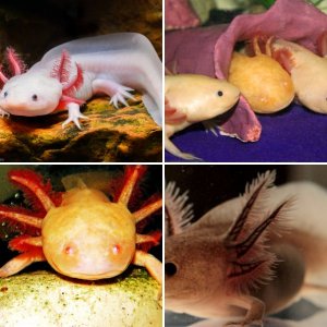 Axolotl Comp 2014