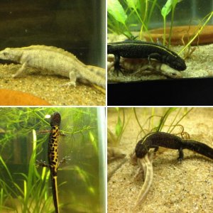 Italian Crested Newts