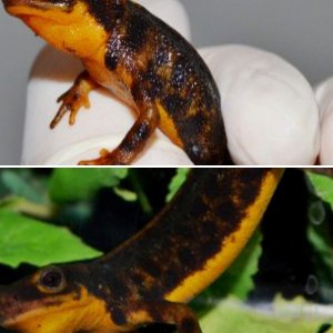 Amami-Oshima Sword Tailed Newt (Cynops ensicauda ensicauda)