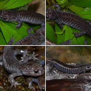 Tokyo Salamanders (Hynobius tokyoensis)