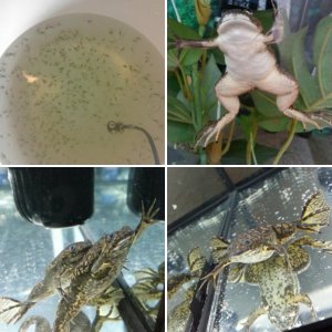 xenopus