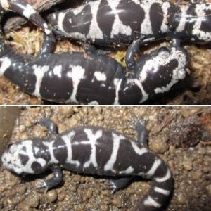 Ambystoma