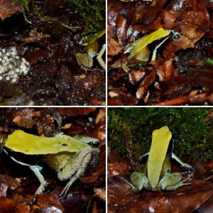 Green Mantella (Mantella viridis)