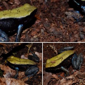 Blue-legged Mantella (Mantella expectata)