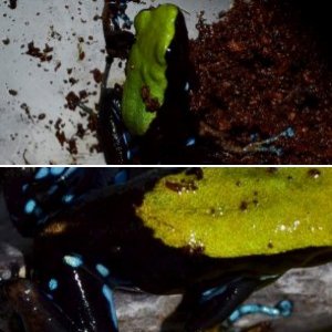 Arboreal Mantella (Mantella laevigata)