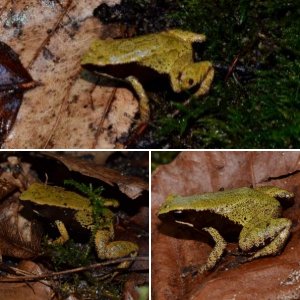 Yellow Mantella (Mantella crocea)