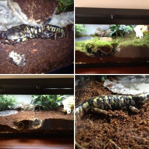 Tiger Salamanders