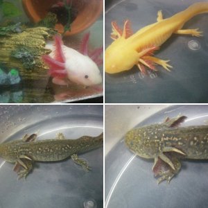 My axolotls