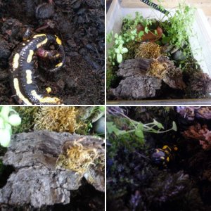 Fire Salamander