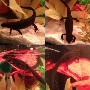 Sword Tail Newts