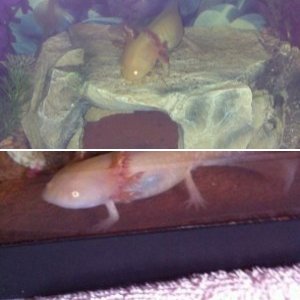 My axolotl