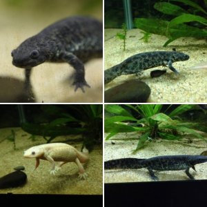 Spanish Ribbed Newts