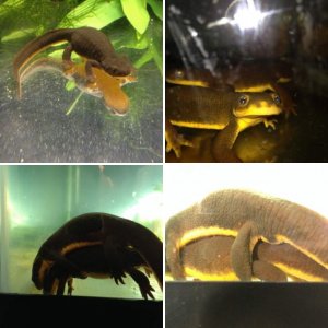 Rough Skinned Newt