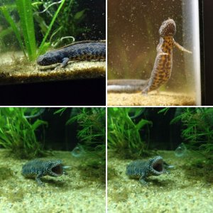 Danube Crested Newt