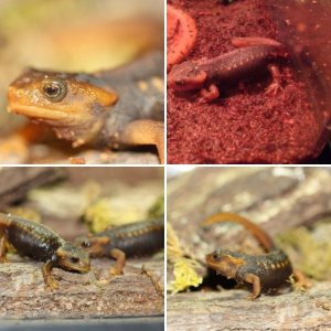 Himalayan Crocodile Newt