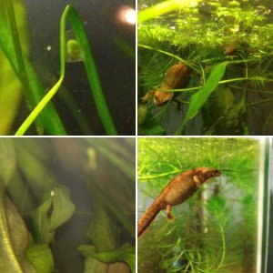 Blue-tailed Fire Bellied Newt