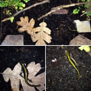 Long Toed Salamanders