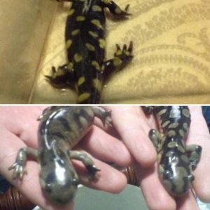 Eastern Tiger Salamanders