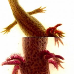 Axolotls