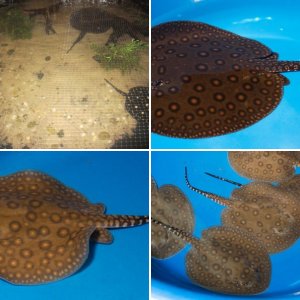 Margie's Stingrays