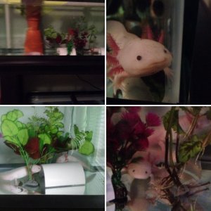 Gavin's axolotls