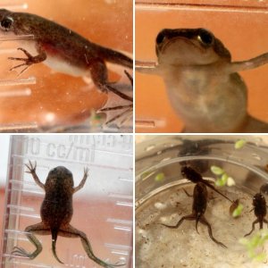 Margie's African Dwarf Frogs