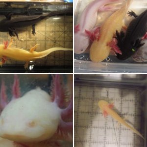 Axolotls: then and now