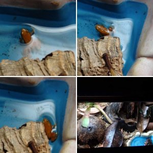 Golden Mantella Set-up