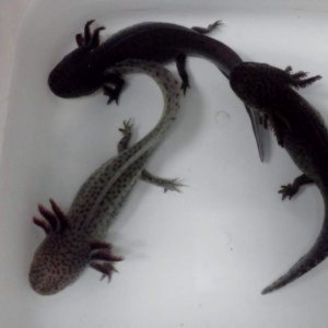 Adult Axolotls