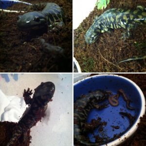 Ambystoma tigrinum tigrinum