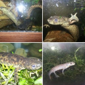 Newts