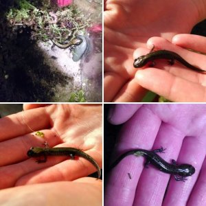 My Salamander Family