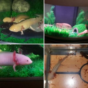 My axolotls