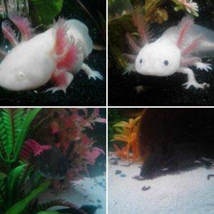 My Axolotls