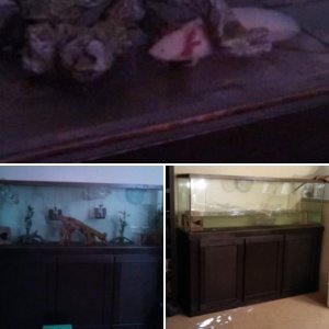 150 gallon Axolotl tank