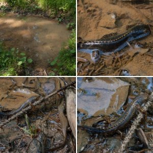 Alpine Newts in their courtship plumage