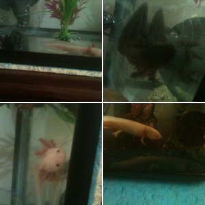 Our axolotls