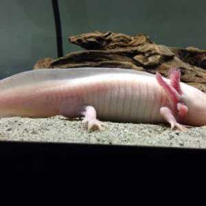 My Axolotl