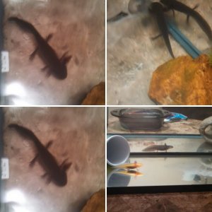 our grey axolotl that was supposed to be solid black. FINALLY TURNED BLACK!!!!!