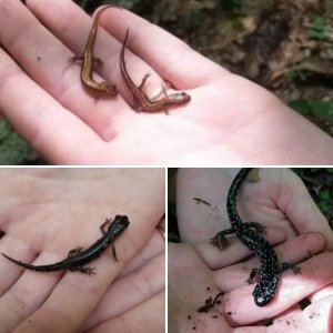 Random newts I found in North Carolina