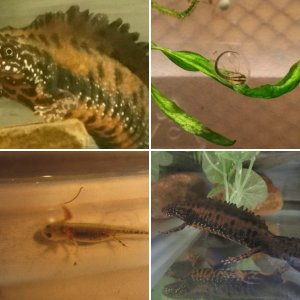 Danube Crested Newts